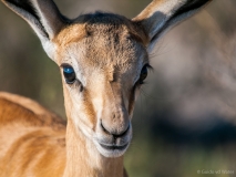 Springbok close up, Namibia
